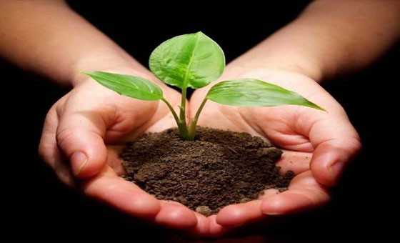 Базальтовая мука для растений