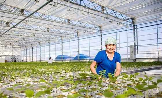 Урожай огурцов и томатов в зоне вечной мерзлоты