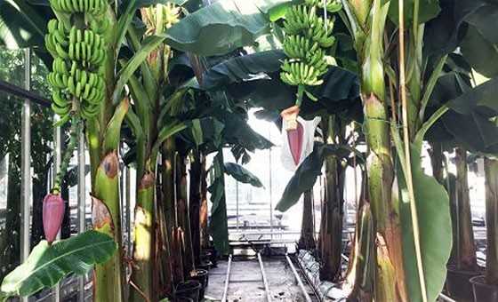 бананы на базальтовой вате